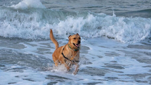 large dog running in ocean waves