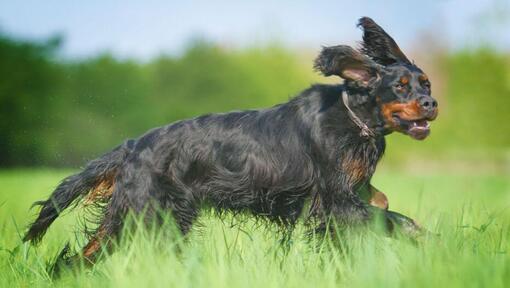 Dog running in the grass