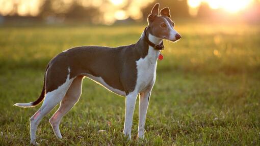 Greyhound is standing in the field in a warm summer evening