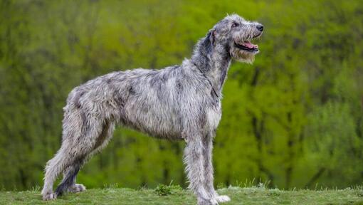 Big Dog Breeds