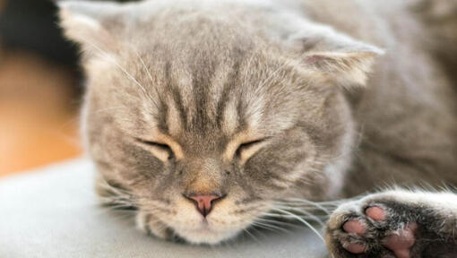 Japanese Bobtail Long Hair cat is sleeping