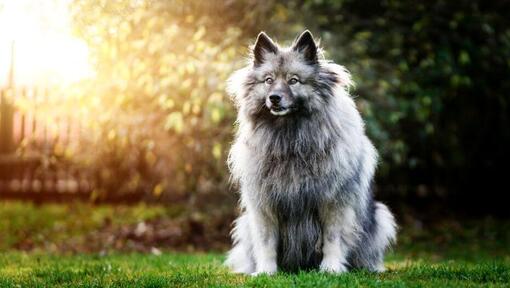 Keeshond standing on the back yard