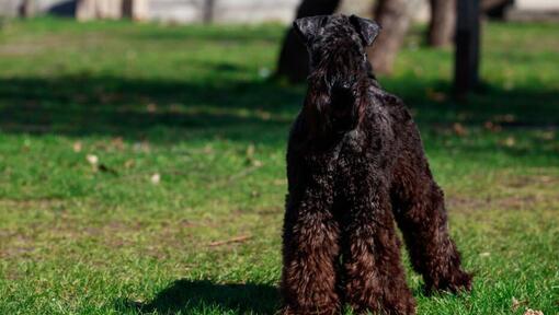Kerry Blue Terrier standing on the grass