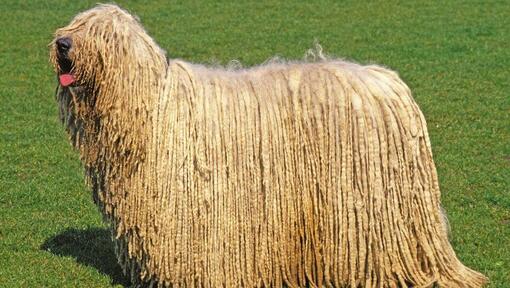 Komondor with sticking up tongue