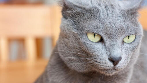 Korat cat best sale price