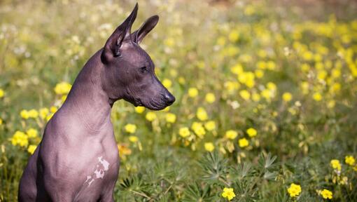 Dog sitting in yellow flower field