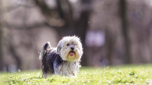 Morkie walking in the park