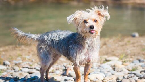 Morkie standing near the water