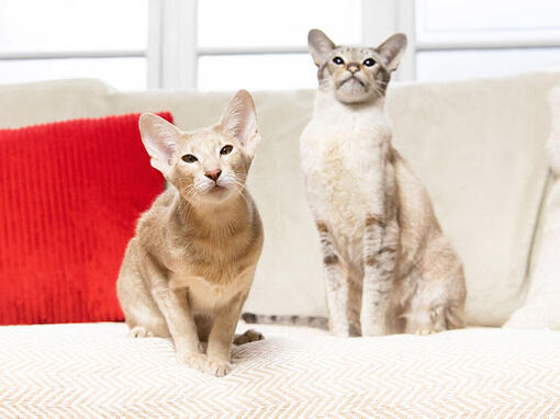 Cat breed best sale selector