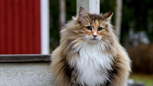 Norwegian Forest cat is standing in the yard