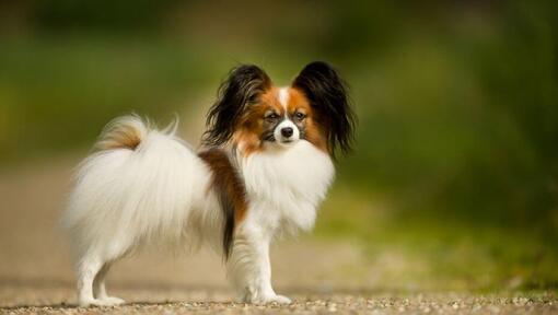 Papillon dog dog breed hotsell