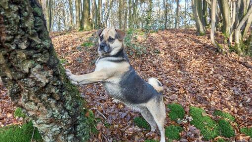 Puggle leaning n a tree