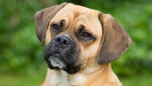 Close up of puggle's face