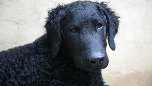 curly haired labrador retriever