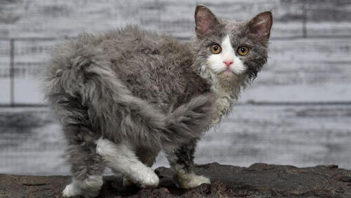 Selkirk Rex cat is watching playfully