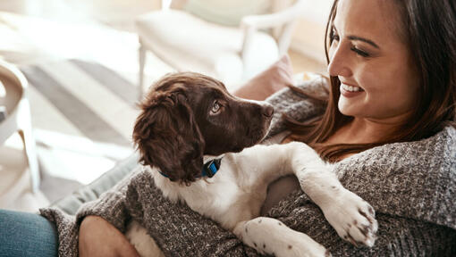 Woman holding English Springer Spaniel puppy