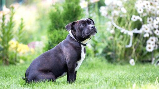Staffordshire Bull Terrier Dog Breed
