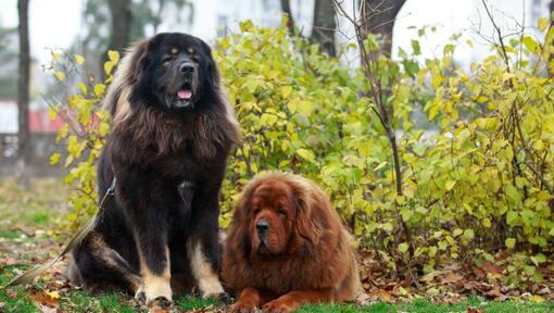 Brown and black tibetan mastiffs in the park