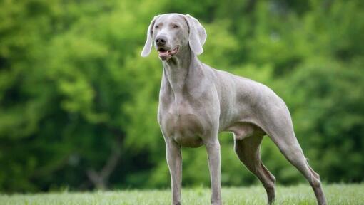 are weimaraners good guard dogs