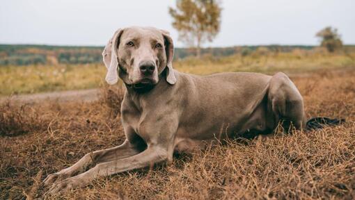 are weimaraners good guard dogs