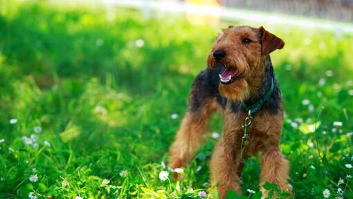 are welsh terriers friendly or dangerous to strangers