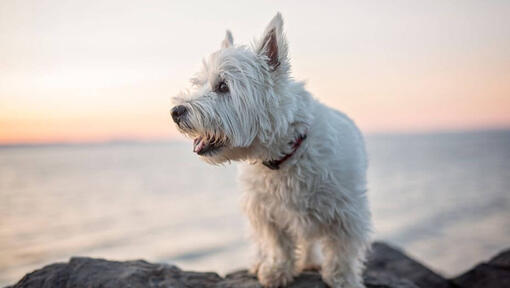 how long can a westie be left alone