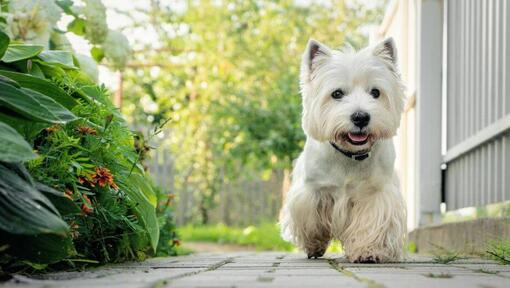 are west highland white terriers good guard dogs