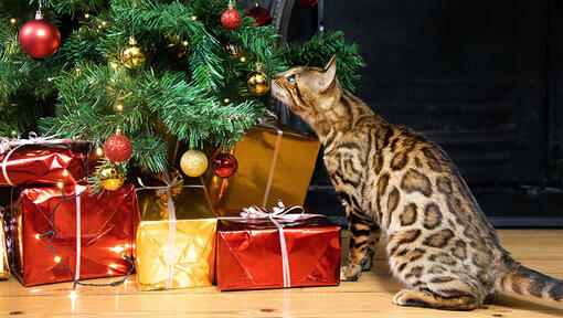 cat sniffing christmas tree