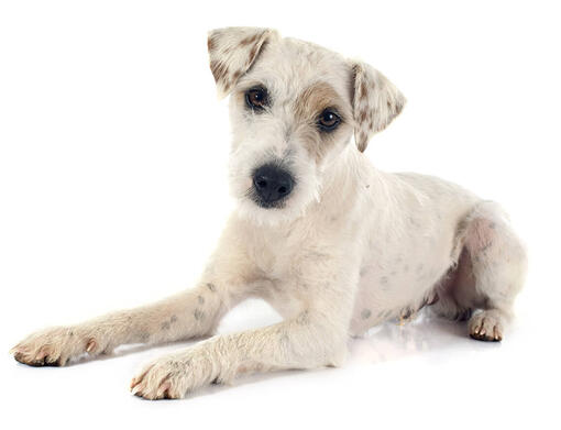 do jack russell terriers have short tails