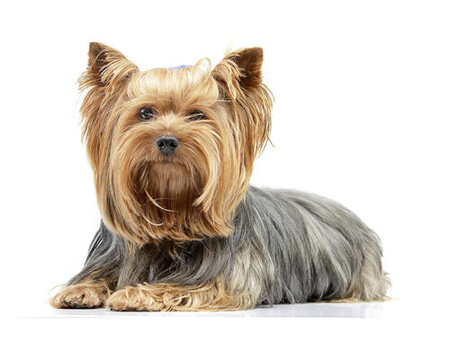 Yorkshire Terrier Mobile