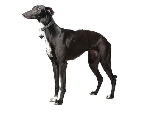 Whippet Information | Purina