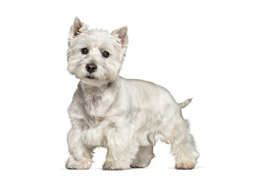 are west highland white terriers good guard dogs