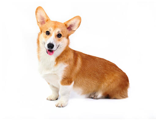 Welsh Corgi (Pembroke) Dog Breed Information