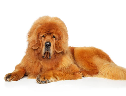 how tall can a tibetan mastiff get