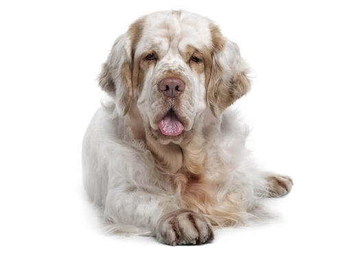 Clumber Spaniel