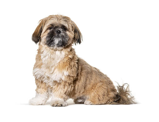 Shih Tzu Dog Breed Information | Purina