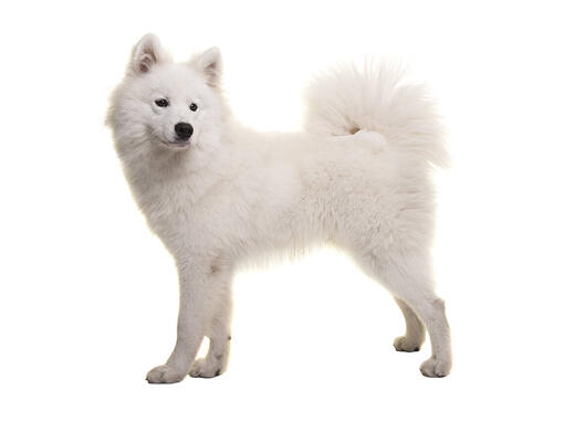 samoyed