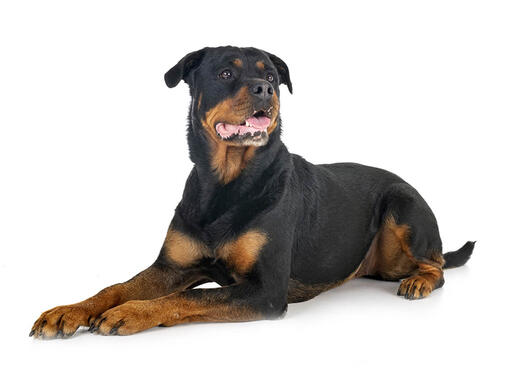 are rottweilers the best guard dogs