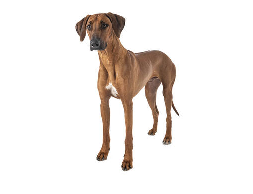 Rhodesian Dog Breed | Purina