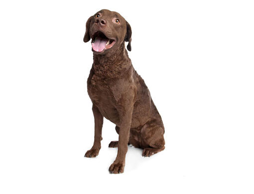 Retriever (Chesapeake Bay)