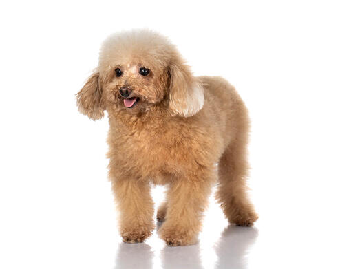 why are dogs bred with poodles