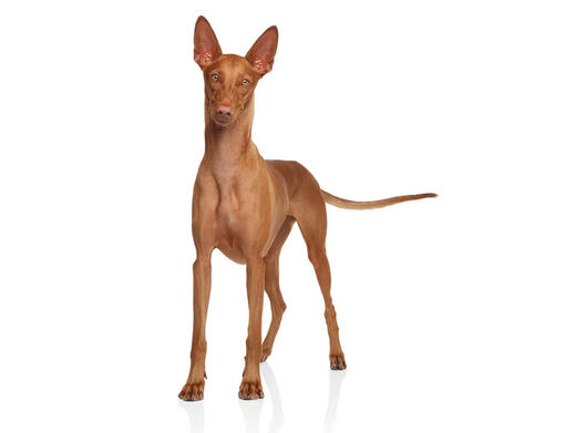 Pharaoh Hound Mobile