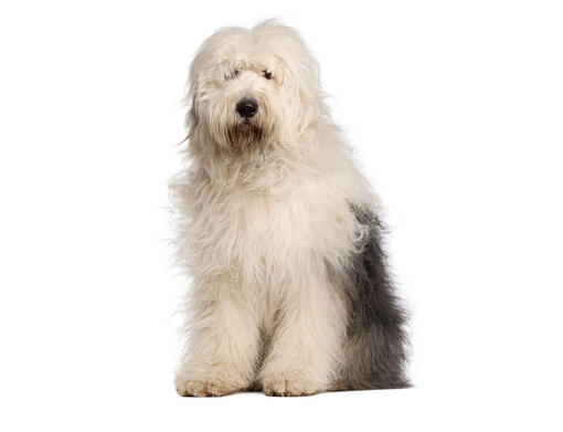 Old English Sheepdog Dog Breed Information