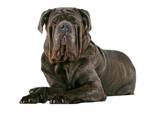 are english mastiffs polite