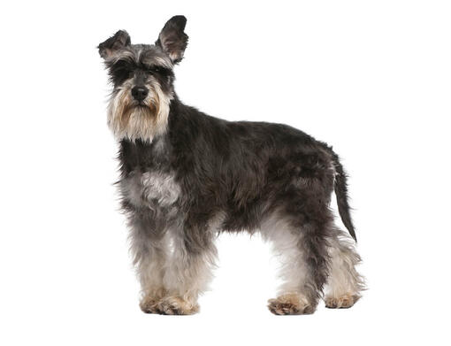 Miniature Schnauzer Mobile