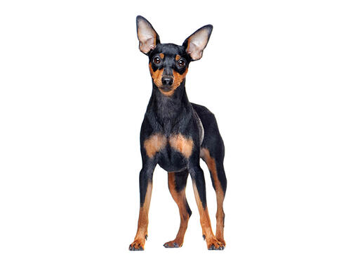 Miniature Pinscher Mobile