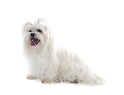 Maltese Dog Breed Information