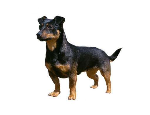 are lancashire heelers good dogs