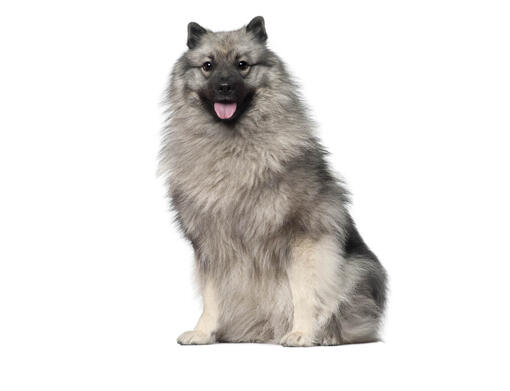 Keeshond Mobile