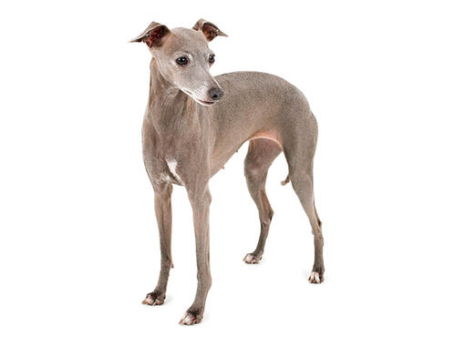 Italian Greyhound Mobile